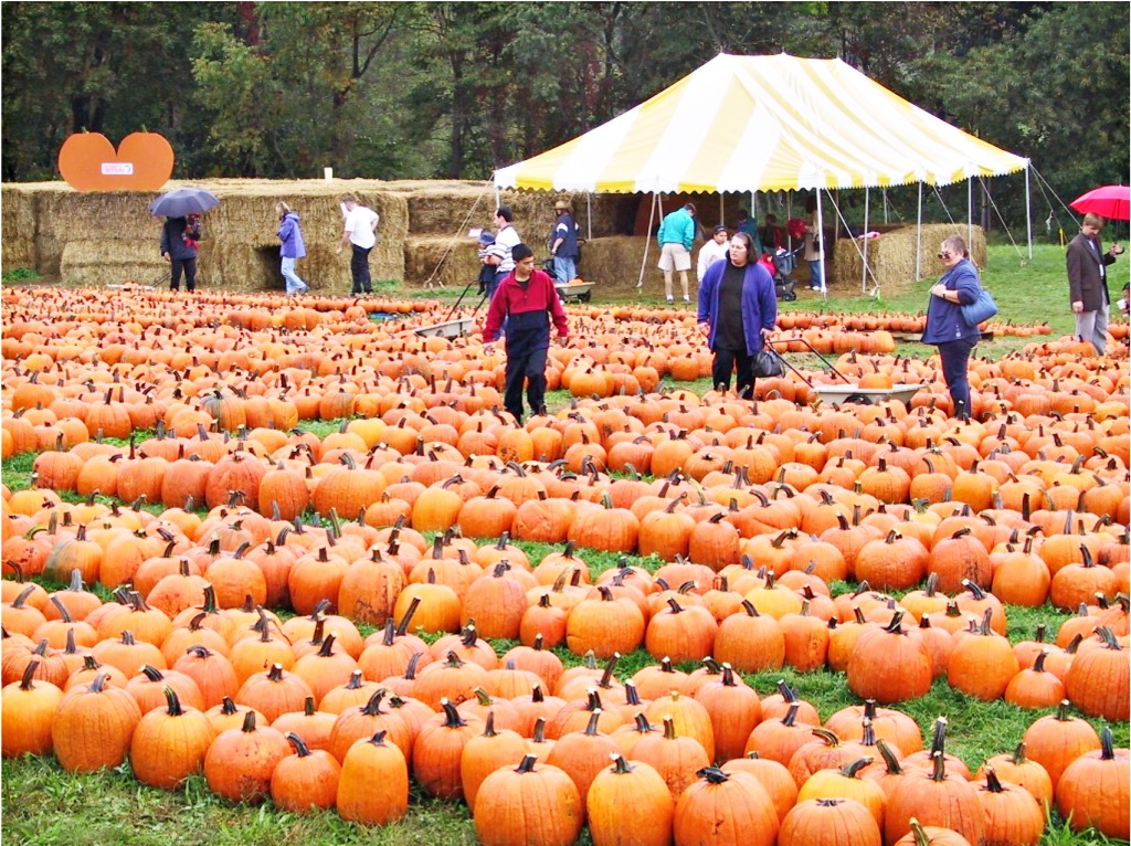 Pumpkin field, New England