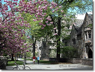 Yale University campus in spring, New Haven CT