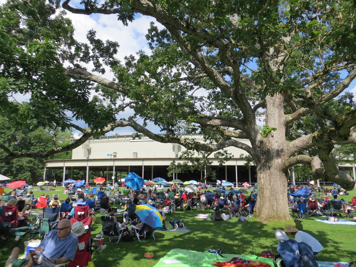 The great oak tree on the lawn at Tanglewood.