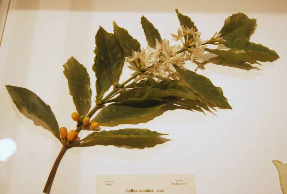Coffea arabica glass flower, Harvard Museums, Cambridge MA