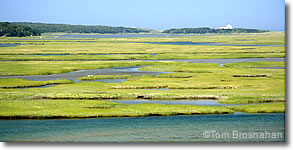 Salt Marsh, Cape Cod National Seashore, Massachusetts