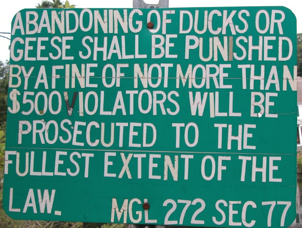 Don't Abandon Ducks or Geese in Sandwich, Cape Cod, Massachusetts