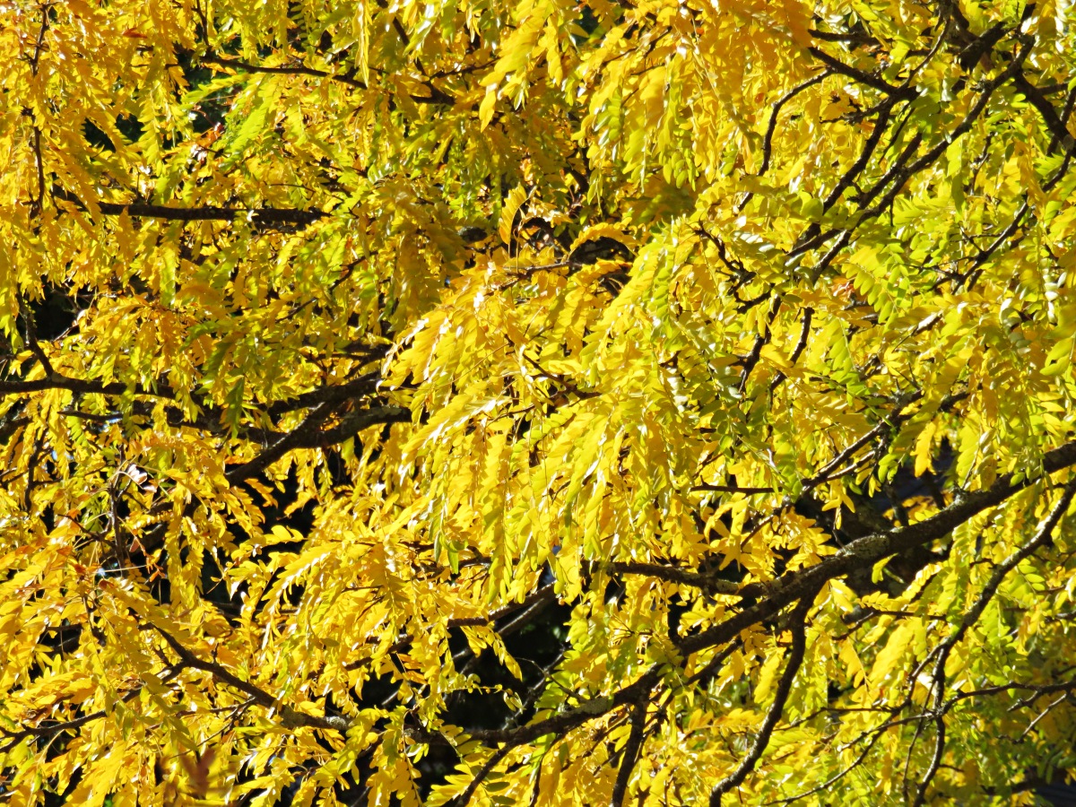 Fall foliage in New England USA