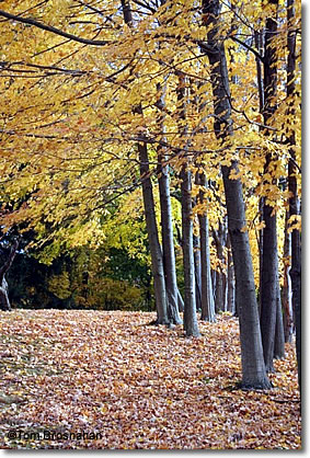 Fall foliage, Concord MA