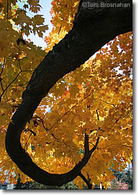 Maple Foliage, Concord MA