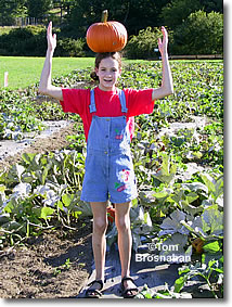 Picking the Perfect Pumpkin, New England
