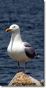 Seagull, Rockport, Massachusetts