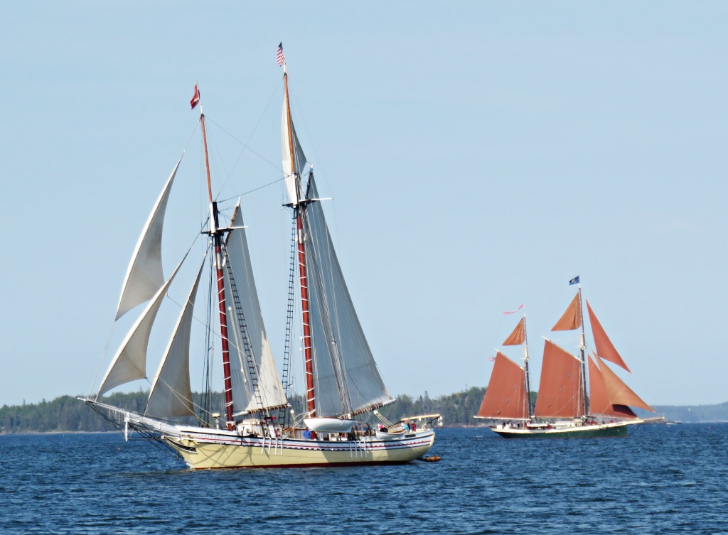 Maine windjammers under full sail.