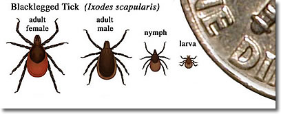 Life stages of Blacklegged Tick
