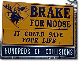Brake for Moose in New England