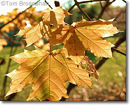 Maple leaves in autumn, Vermont