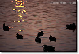 Sunset Ducks, New England
