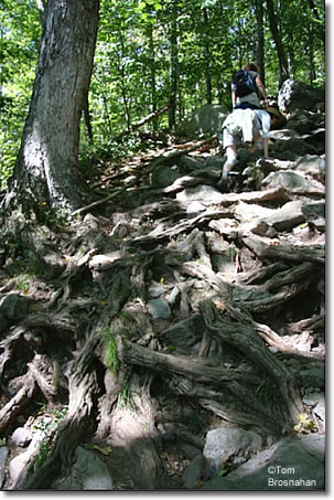 Rocky trail up Mount Monadnock NH