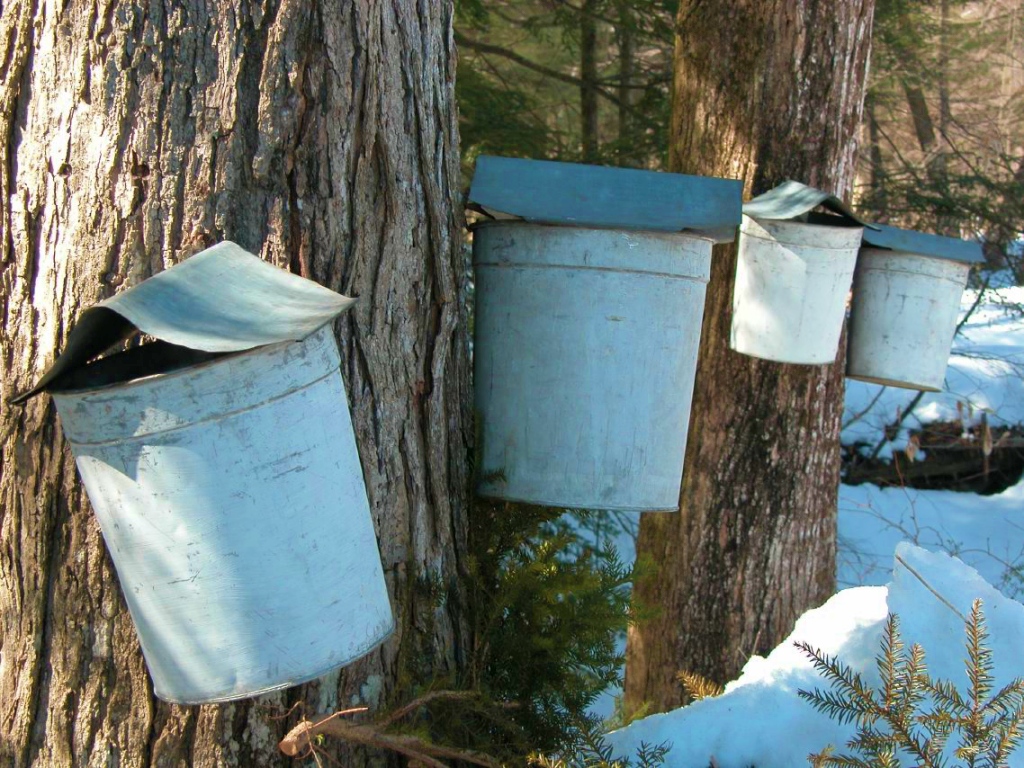 Buckets catch sugar maple sap dripping from taps driven into trees.