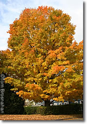 Autumn maple-tree color in Brattleboro VT