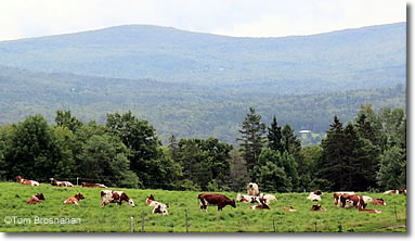 Contented Vermont dairy cows